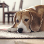 Beagle dog lying on carpet in cozy home