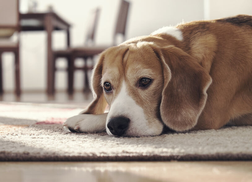 Beagle dog lying on carpet in cozy home