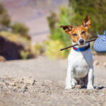 dog sitting on road