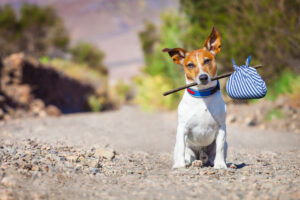 dog sitting on road