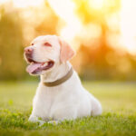 Happy smiling labrador dog outdoors sunset day