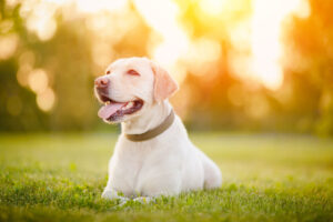 Happy smiling labrador dog outdoors sunset day