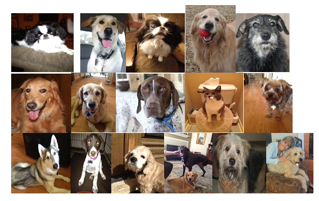 In Home Pet Care Pet Sitter in Cibolo TX