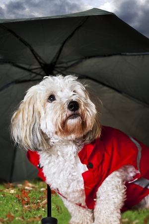 Dog Umbrella