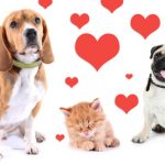 Pets and Valentine's Day