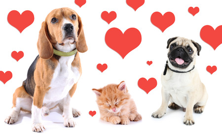 Pets and Valentine's Day
