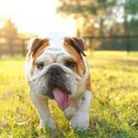 Understanding the Cost of a Pet