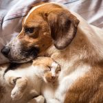 Dogs and Cats Tips
