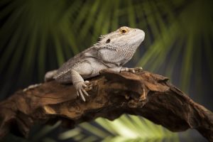 Best Pet Reptiles for Children