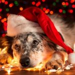 Keep Pets Safe During the Holiday Season