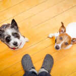 Pet Sitting vs. Pet Boarding