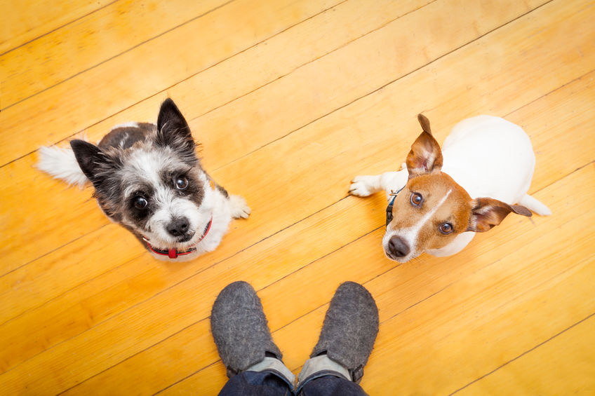 Pet Sitting vs. Pet Boarding