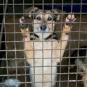 Why Adopted Animals Make the Best Pets
