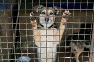 Why Adopted Animals Make the Best Pets