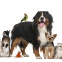 Which Pet is Right for You?