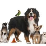 What to Consider When Choosing a Pet