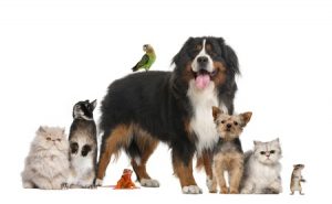 What to Consider When Choosing a Pet