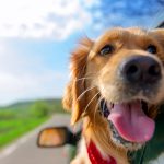 Road Trip with Your Dog