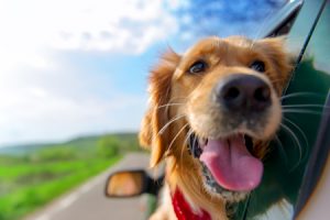 Road Trip with Your Dog