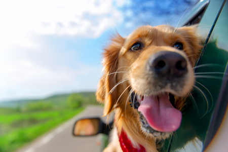 Road Trip with Your Dog