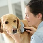 Pet Cancer and Symptoms