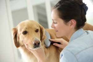Pet Cancer and Symptoms