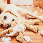 Common Dog Behaviors