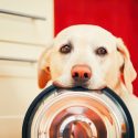 Buying Dog Food: 3 Tips for Buying the Right Kind