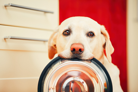 Hungry Dog Waiting to be Fed