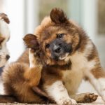 puppy scratching his ear