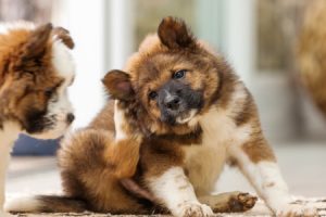 puppy scratching his ear