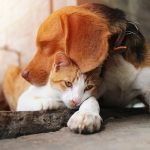 Dog cuddling with cat