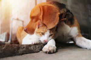 Dog cuddling with cat