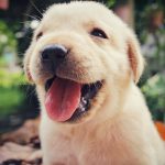 Yellow Labrador puppy