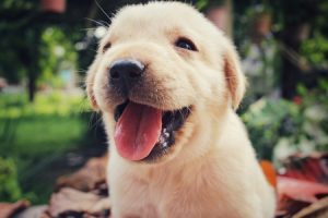 Yellow Labrador puppy