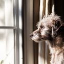 How to Treat Your Dog’s Separation Anxiety