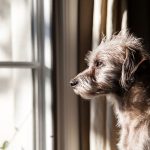 How to Cure Your Dog's Separation Anxiety