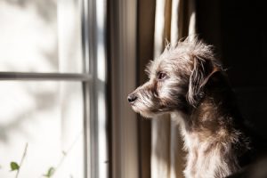 How to Cure Your Dog's Separation Anxiety