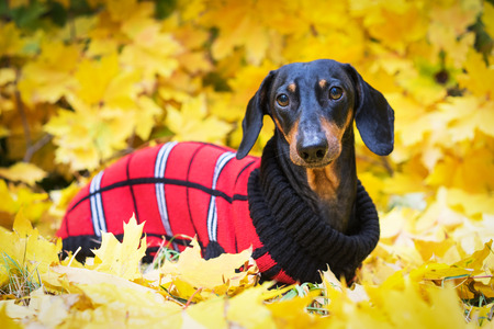Fall Summer Pet Care Tips