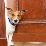 How to Prepare for Your Pet Sitter