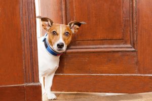 How to Prepare for Your Pet Sitter