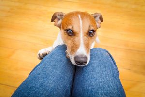 How to Prepare for Your Pet Sitter