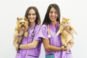 Fall Summer Pet Care Tips