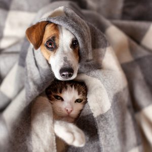 How to Help Your Dog and Cat Be Friends