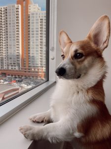 How to Keep Your Dog Entertained at Home