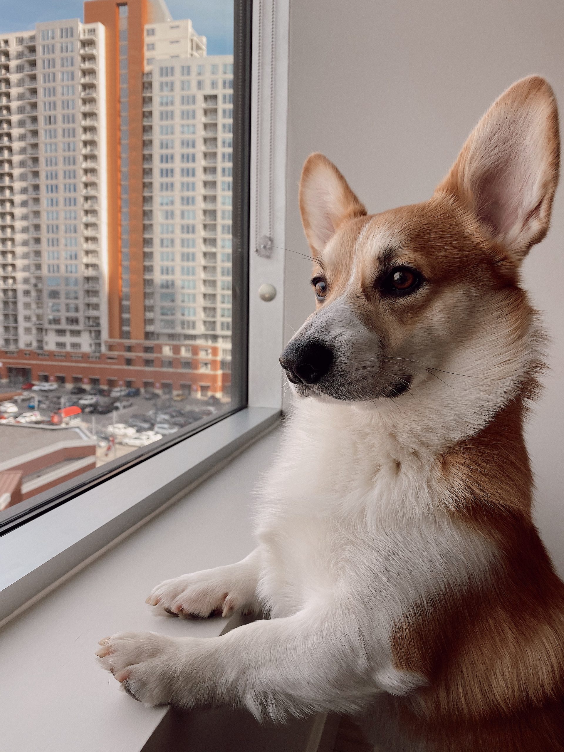 How to Keep Your Dog Entertained at Home - Hill Country ...