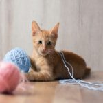 Fun Activities to Keep Your Your Cat Occupied