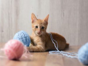 Fun Activities to Keep Your Your Cat Occupied