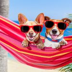 Summer Pet Care Tips