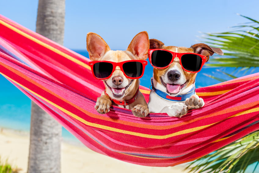 Summer Pet Care Tips